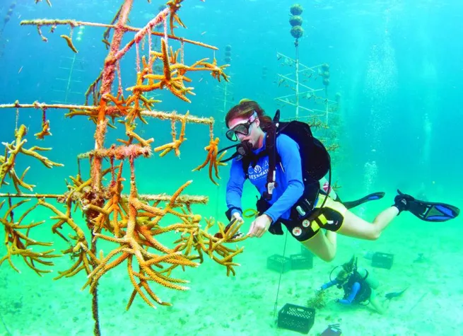 Bild: Zum Weltmeerestag: Digitales Coralpalooza in den Florida Keys