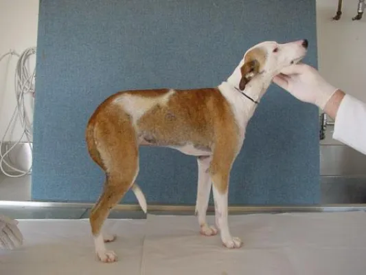 Bild: Fort Dodge erhält Zulassungserweiterung für Demodikose