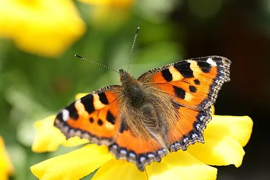 Umweltfreundlicher kann man nicht drucken – Online Shop flyer-wahn.eu Bild: Umweltfreundlicher kann man nicht drucken – Online Shop flyer-wahn.eu