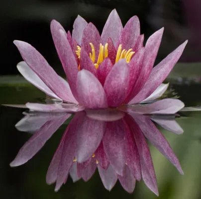 Bild: Das erste Grün lockt: Eintägiges Einstiegsseminar zur Pflanzenfotografie in Hannover und Bremen