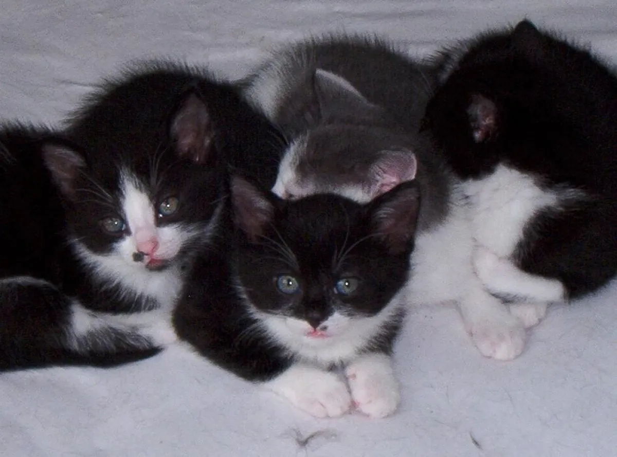 Jährlich landen bis zu 130.000 Katzen in deutschen Tierheimen