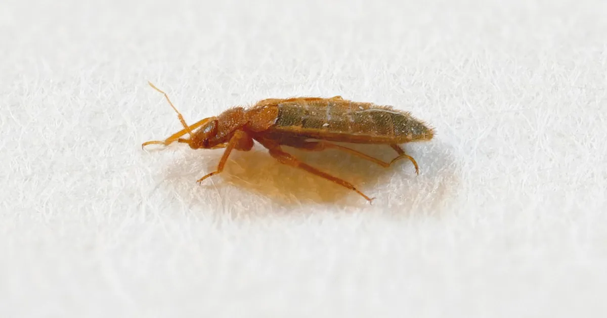 Bettwanze (© Martin Sander)