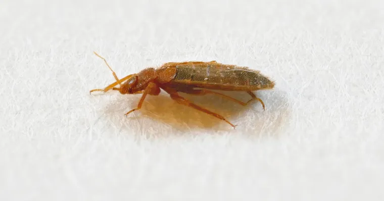 Bild: Bettwanzen im Berliner Polizeigewahrsam – Falsche Bekämpfungsmethode verlängert Schließung