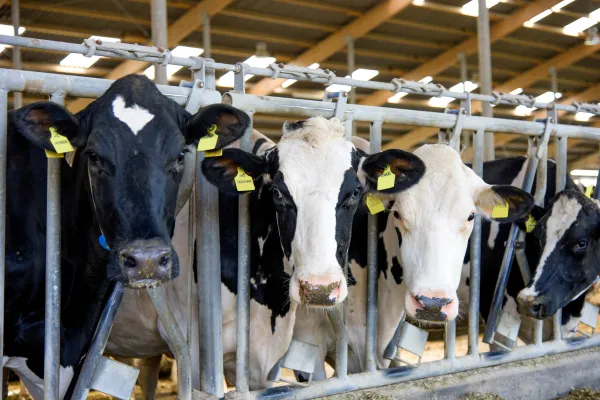 IQexpert: KI im Kuhstall Bild: IQexpert: KI im Kuhstall