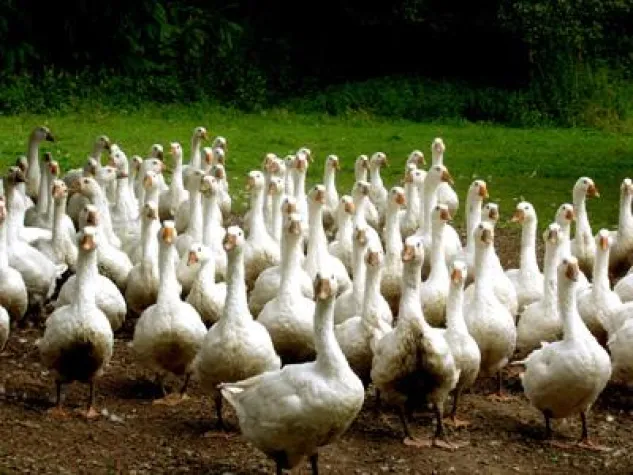 Bild: Gans und anderes Geflügel im Spessart