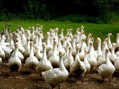 Bild: Gans und anderes Geflügel im Spessart