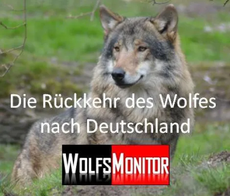 Bild: Neuer Blog: Wolfsmonitor - Die Rückkehr des Wolfes nach Deutschland