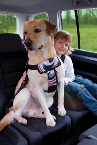 Bild: Sicherheit im Auto - Mehr Schutz für Mensch und Hund