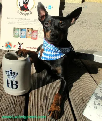 Bild: Weltpremiere: Hugo Bachmaier verkauft Hundefutter von 4Beiner Star Ludwig im Münchner Restaurant