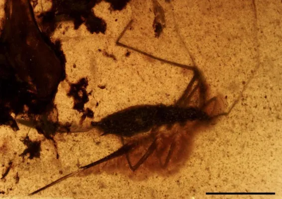 Bild: Wasserläufer in Bernstein - Neu entdeckte Wanzenart ist der älteste bekannte Fund weltweit