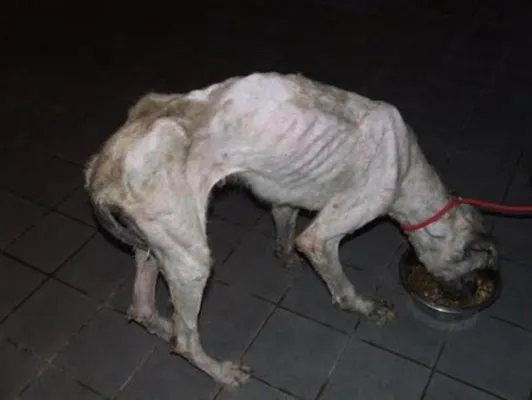 Eine Krankenstation für Orosháza Bild: Eine Krankenstation für Orosháza