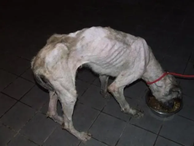 Bild: Eine Krankenstation für Orosháza