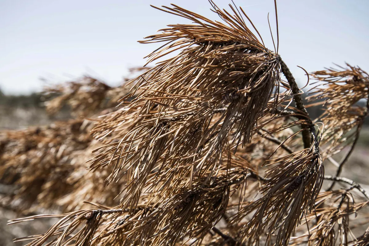 Ausgetrockneter Ast eines gefällten Nadelbaumes auf einer kahlgeschlagenen Fläche (© Klaus Ohlenschlaeger)