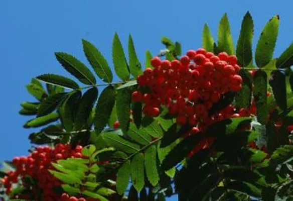 Schlehe, Kreuzdorn und Co - Bäume und Sträucher erkennen Bild: Schlehe, Kreuzdorn und Co - Bäume und Sträucher erkennen