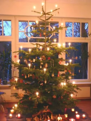 Bild: Festliche Weihnachtsbäume mit echten Kerzen