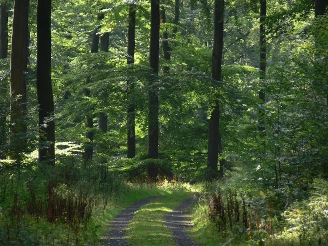 Durch sorgsame Bewirtschaftung entstehen struktur- und artenreiche Wälder