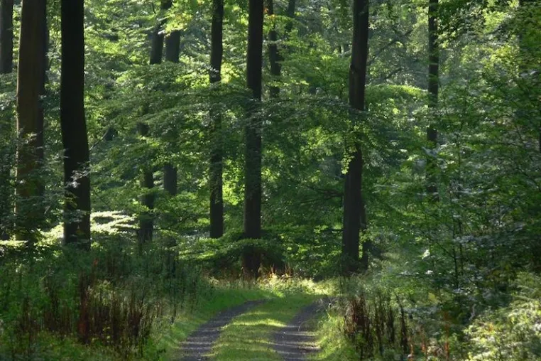 Bild: Geplanter Nationalpark Nordschwarzwald: Zu kurz gedacht