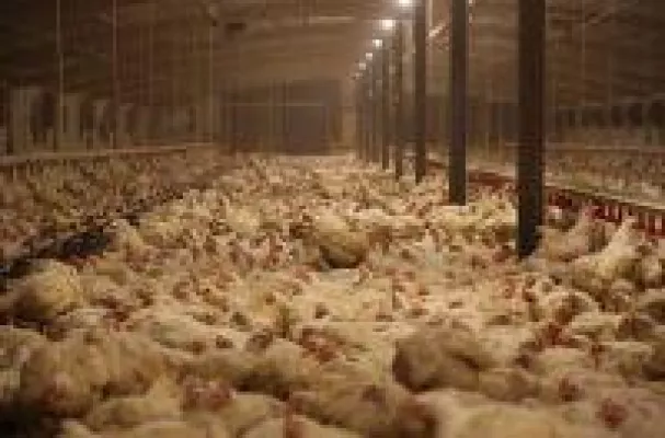 30 Millionen Tiere retten: Zum Welttierschutztag am 04.10. rufen Tierrechtler zur fleischlosen Ernährung Bild: 30 Millionen Tiere retten: Zum Welttierschutztag am 04.10. rufen Tierrechtler zur fleischlosen Ernährung