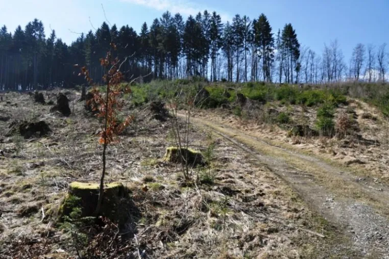 Bild: Der Klassiker unter den Wanderwegen im Sauerland
