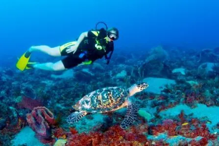 Unterwasserabenteuer schnuppern auf Saint Lucia- Deutschsprachiger Tauchkurs für Anfänger in der Karibik Bild: Unterwasserabenteuer schnuppern auf Saint Lucia- Deutschsprachiger Tauchkurs für Anfänger in der Karibik