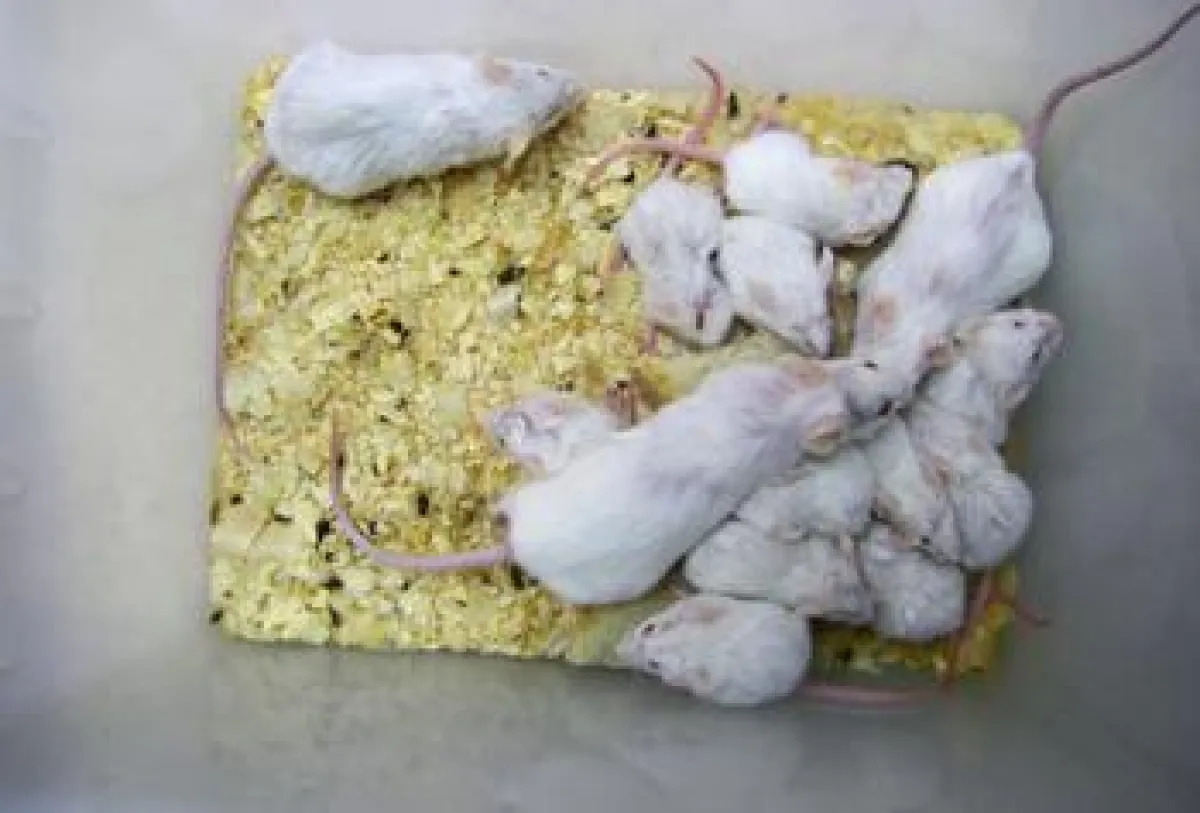 Bei Mäusen ruft Contergan keine Missbildungen hervor.