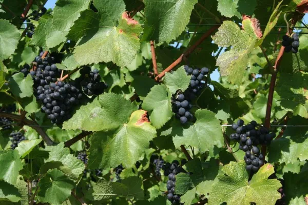 Bild: DBU-Projekt: Mit Licht, Duft und Strom gegen Schädlinge