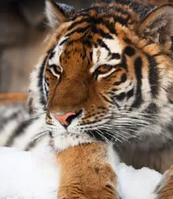 Bild: Nur noch 3.200 Tiger in Freiheit – Helfen Sie mit Ihrer Spende dem WWF bei der Rettung