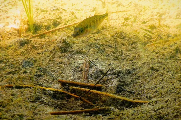 Bild: Ein Funke Evolution: Wenn Unterschiede im Zusammenleben neue Arten schaffen