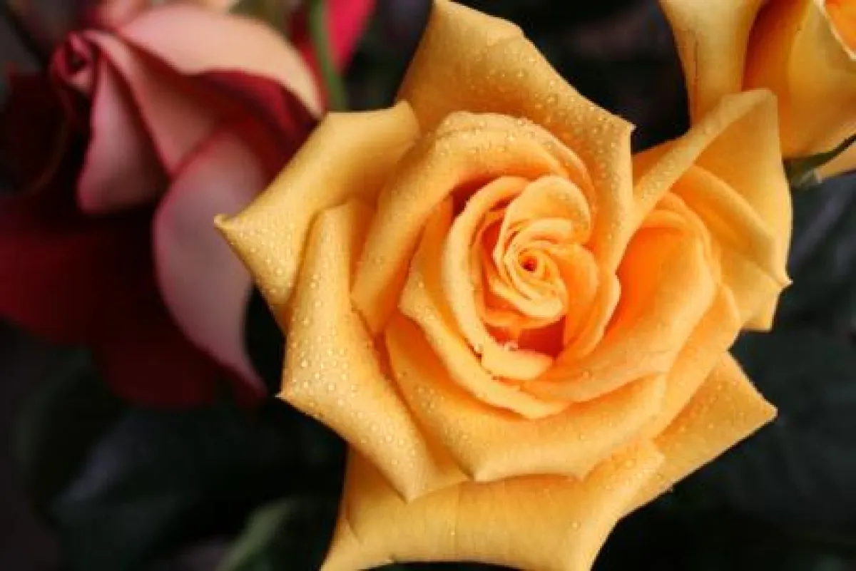 Rosenblüten wirken abschwellend bei Insektenstichen