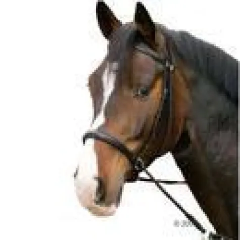 Bild: zooplus bietet Zubehör rund ums Pferd