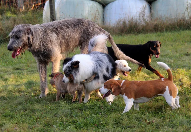 Bild: "ERST DER KURS, DANN DER HUND"