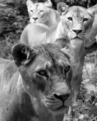 Digiklix.de - Großer Fotowettbewerb „Tierische Momente“ ist an den Start gegangen Bild: Digiklix.de - Großer Fotowettbewerb „Tierische Momente“ ist an den Start gegangen