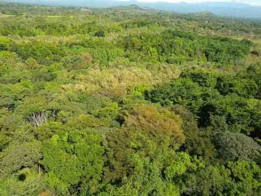Bild: Deutsche Umweltstiftung und ForestFinance starten Stifterwald in Panama: Ab 33 Euro online Baumstiftung