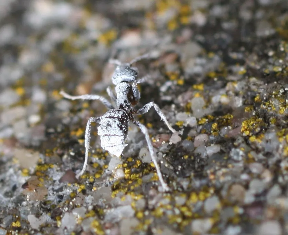 Rein biologische Schädlingsbekämpfung gegen unerwünschte Besucher. (Foto:Hotrega)