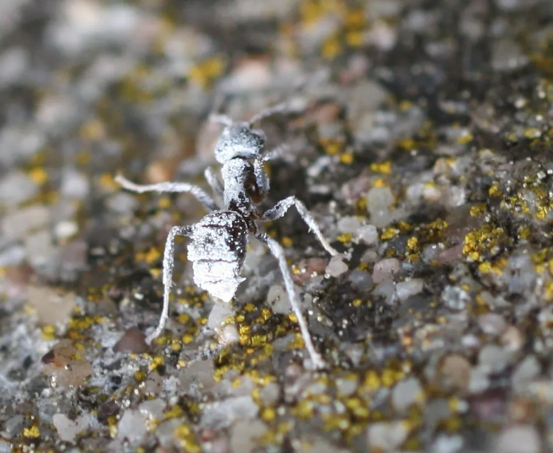 Rein biologische Schädlingsbekämpfung gegen unerwünschte Besucher. (Foto:Hotrega)