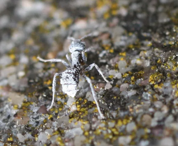 Bild: Natürlich gegen Ungeziefer