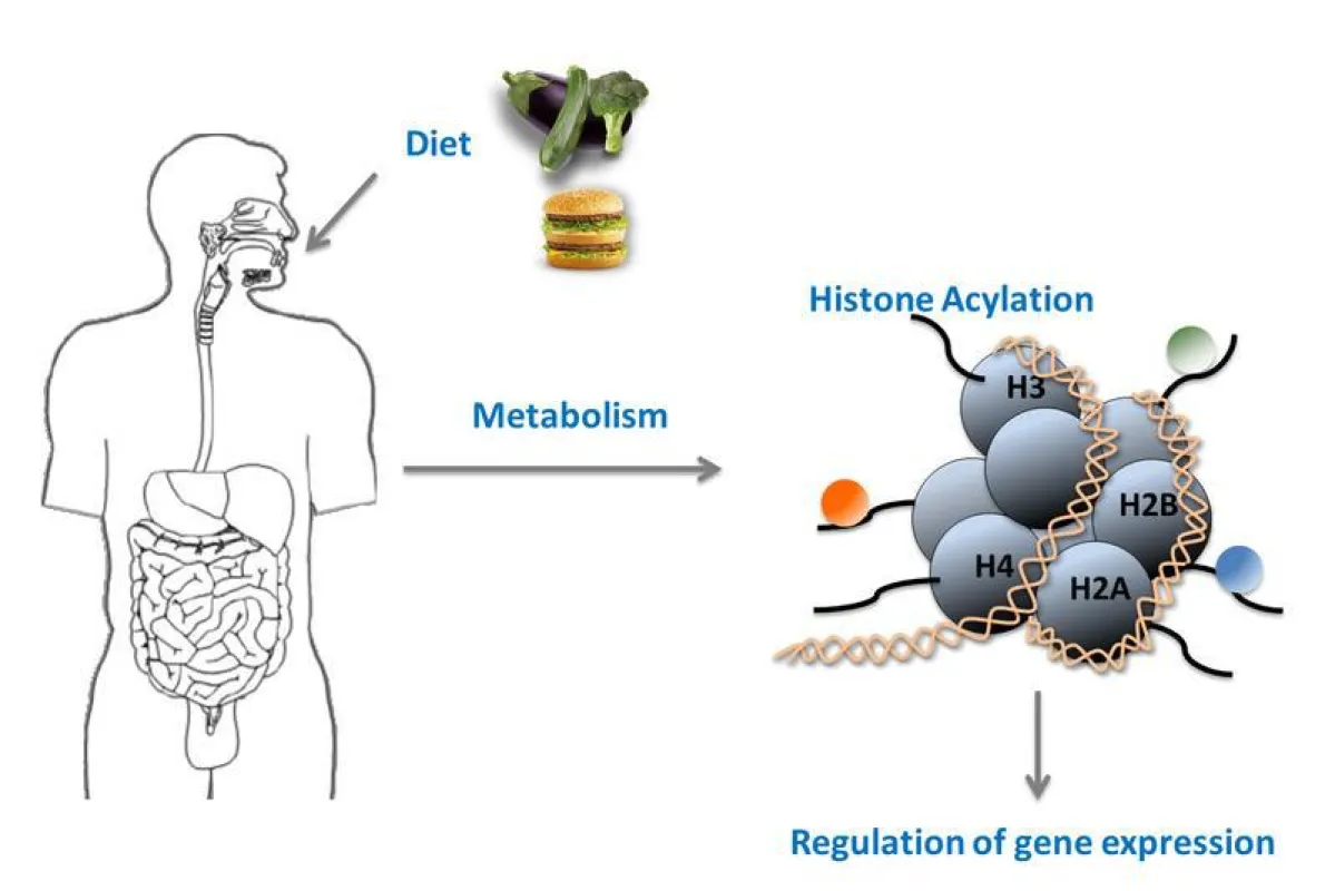 Two new classes of histone modifications couple diet and cellular metabolism to gene activity. (Source: Helmholtz Zentrum München)
