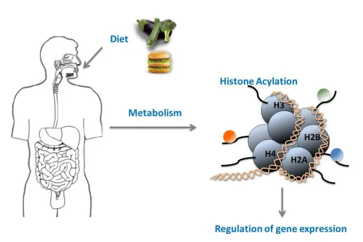 Bild: Novel histone modifications couple metabolism to gene activity