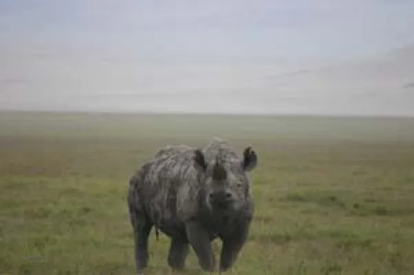 Bild: Tansanias Ngorongoro-Krater könnte Unesco- Weltkulturerbe-Titel verlieren