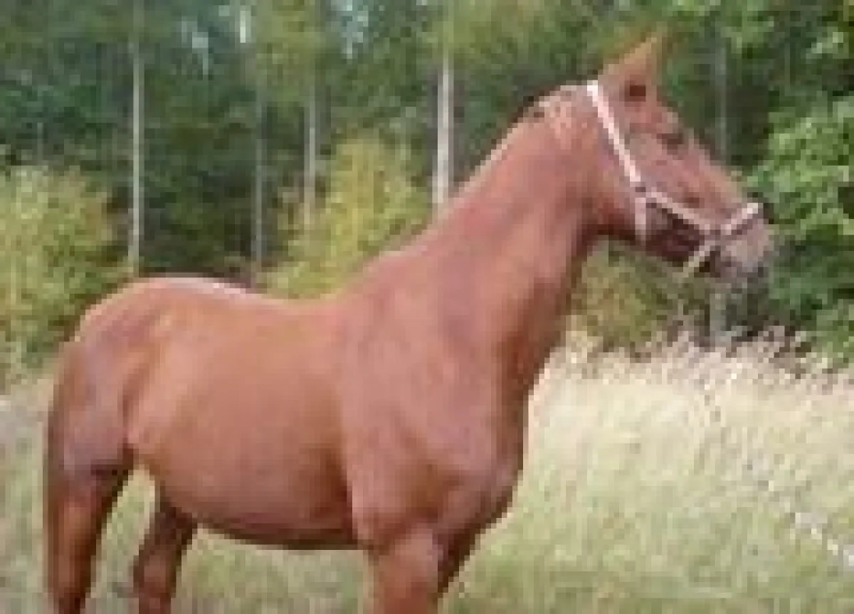 Pferdekrankheiten versichern