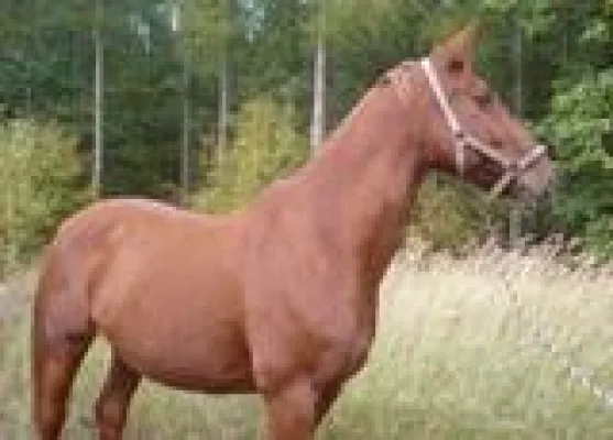 Bild: Pferdekrankheiten mit der Pferdeversicherung absichern