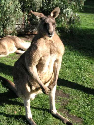 Bild: Kaffee zum Didgeridoo – Studie erkundet Australiens Lust an der schwarzen Bohne