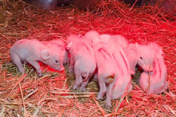 Bild: Drug resistance in an intestinal parasite of piglets is experimentally confirmed for the first time