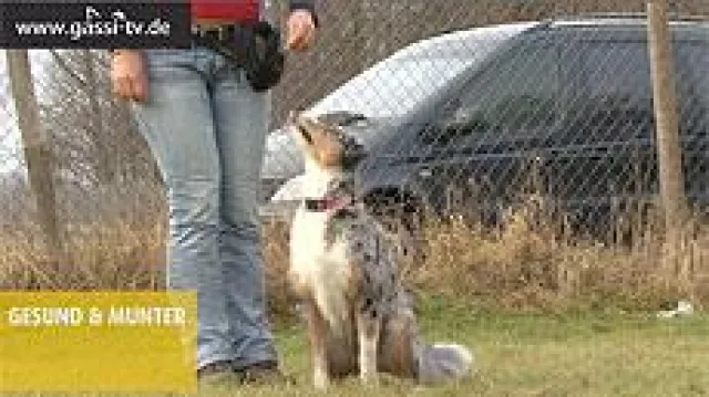 Bild: Beziehung - Mensch & Hund