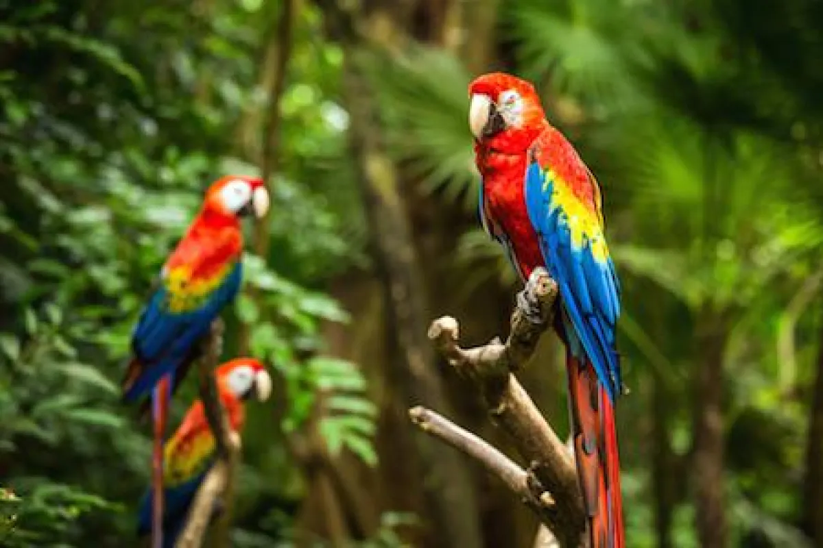 Scarlet Macaws