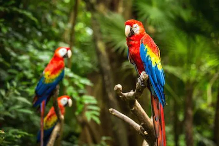 Bild: Die Urlaubspiraten suchen einen Papageienbotschafter