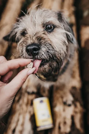 Insektenproteine als verträgliche Alternative für Hunde mit Futtermittelallergien und -unverträglichkeiten Bild: Insektenproteine als verträgliche Alternative für Hunde mit Futtermittelallergien und -unverträglichkeiten