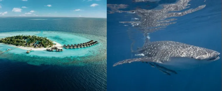 Bild: Neuer Meeresbiologie im Nova Maldives kämpft für die Artenvielfalt
