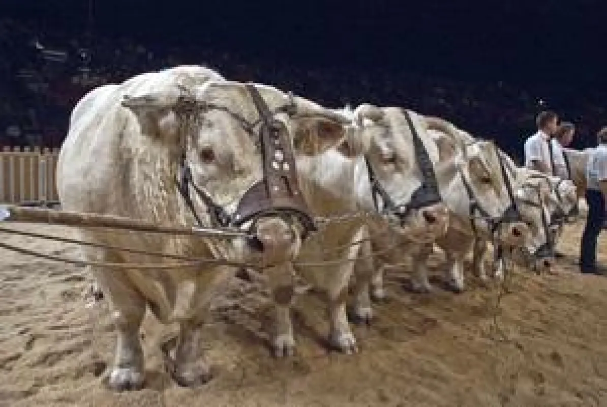 Über 1 250 Aussteller aus allen Bereichen der Landwirtschaft werden auf dem ‚Gipfeltreffen der Viehzüchter‘ erwartet.