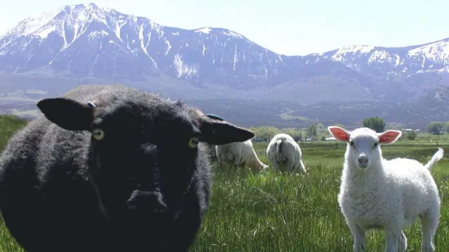 Bild: Ungeschoren kommt keiner davon - In Colorado geht es Schafen, Ziegen und Alpakas an die Wolle
